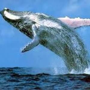 Meet your Posher, Joergen